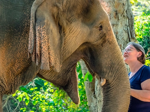 Dans l’infinie douceur des éléphants
